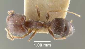 Media type: image;   Entomology 32038 Aspect: habitus dorsal view